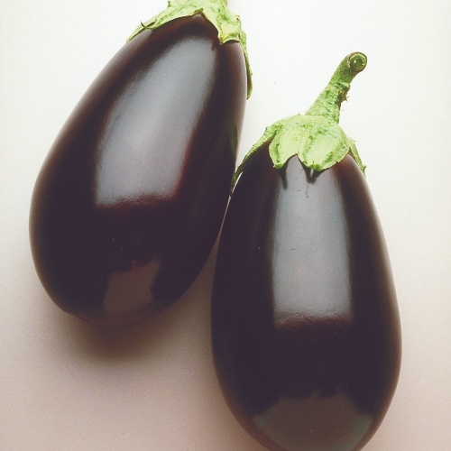 Eggplant Night Shadow Eggplant Night Shadow