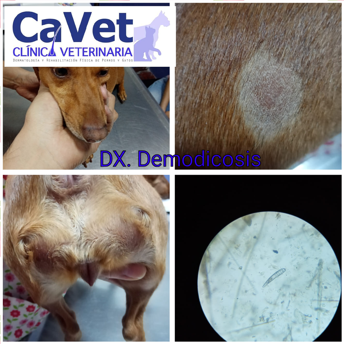 CAVET - CONSULTA DERMATOLOGICA 