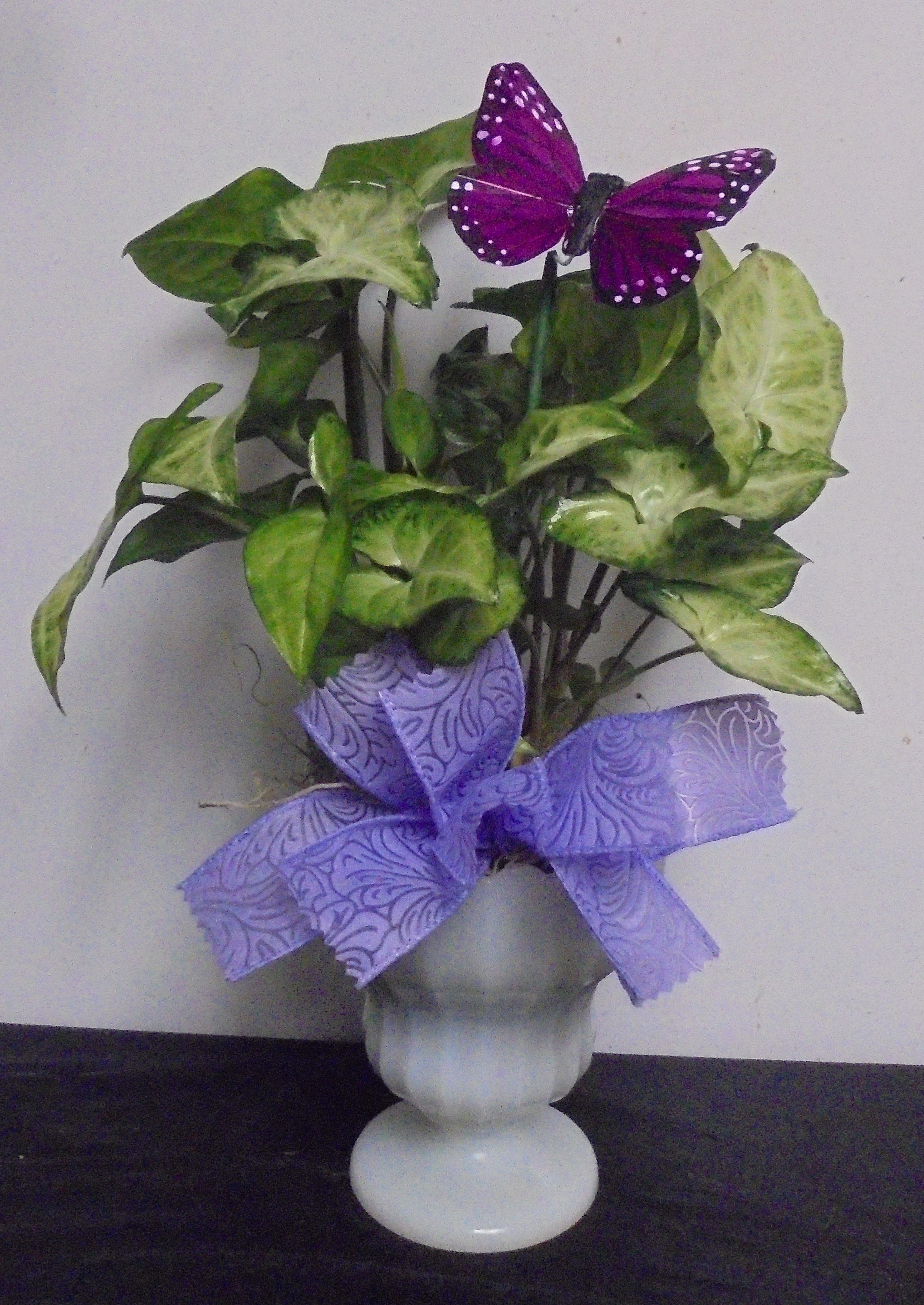 (SORRY SOLD!!)
(25)  "Nephthytis" Plant
In "Vintage" Milk Glass Planter
$35.00