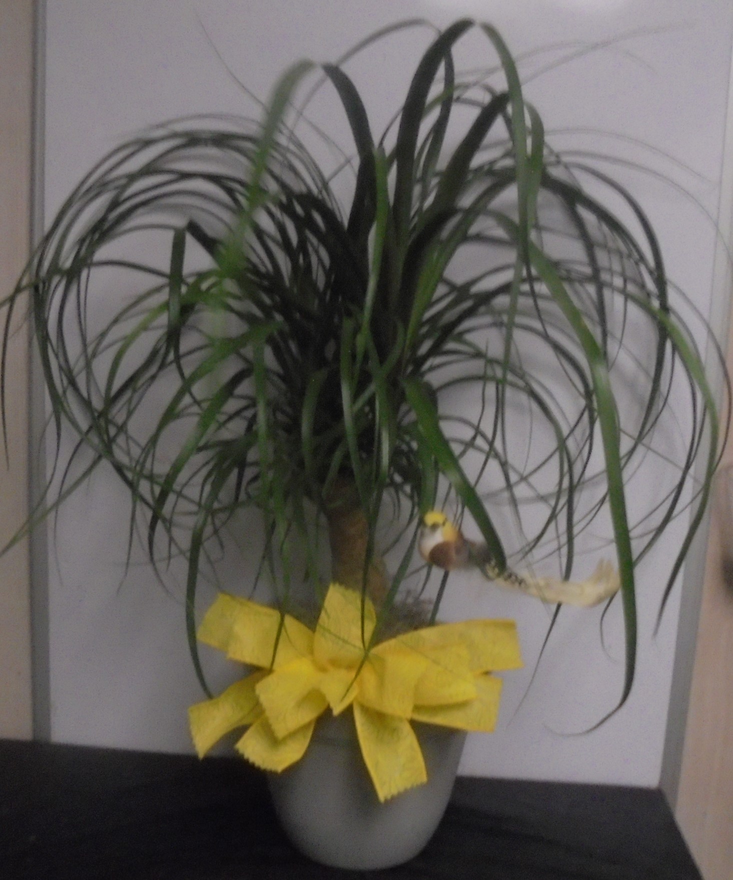 (15A)  "Pony-Tail" Palm Plant
With Bird
$50.00