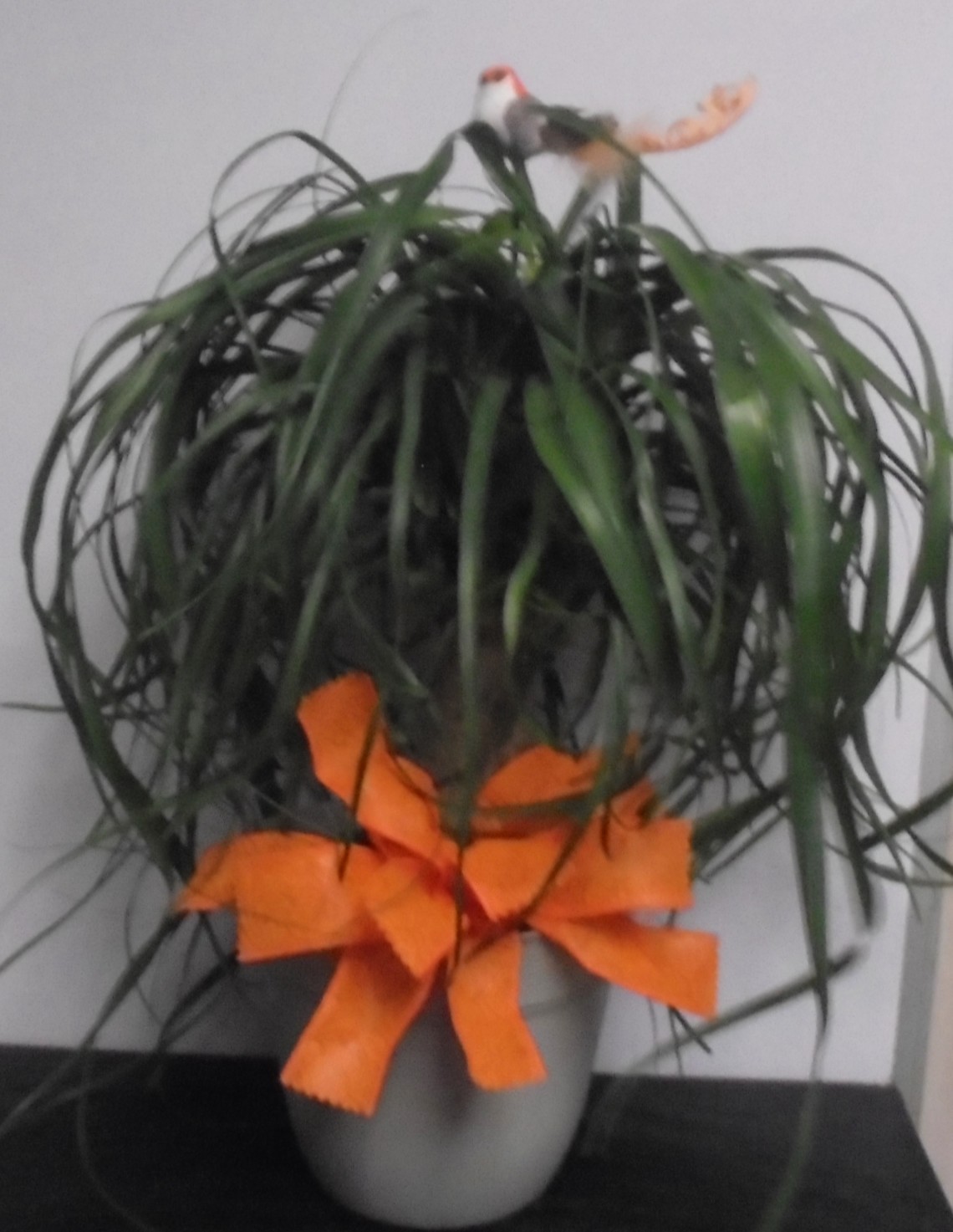 (30) "Ponytail" Palm Plant
W/ Bird
$50.00