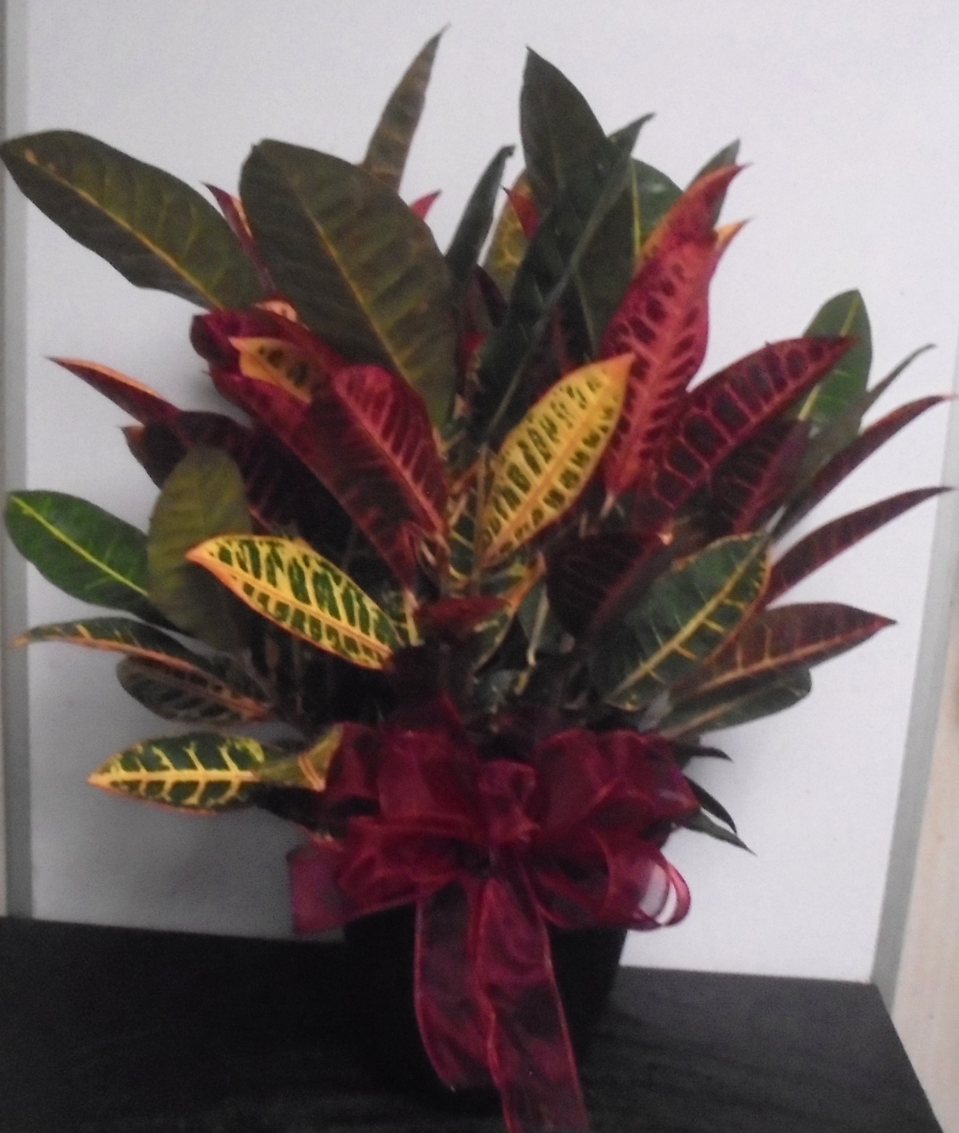 (4) Croton Plant
With Burgundy Bow
$45.00