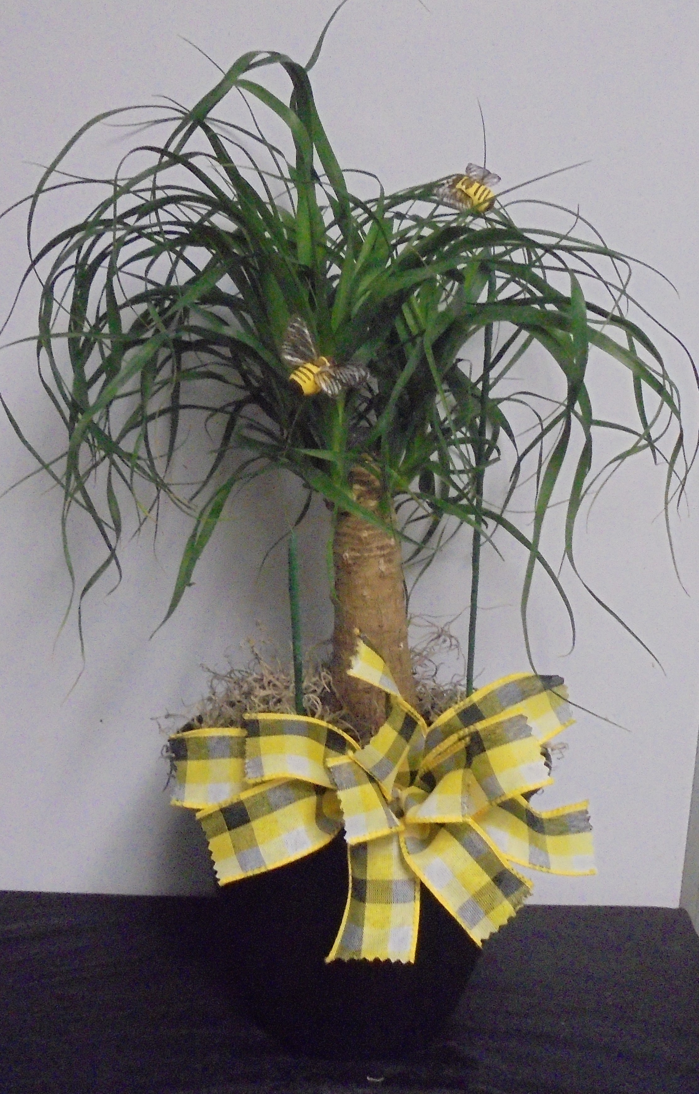 (SORRY OUT OF STOCK!!)
(16) "Ponytail" Palm Plant
W/ Bumblebees
$40.00