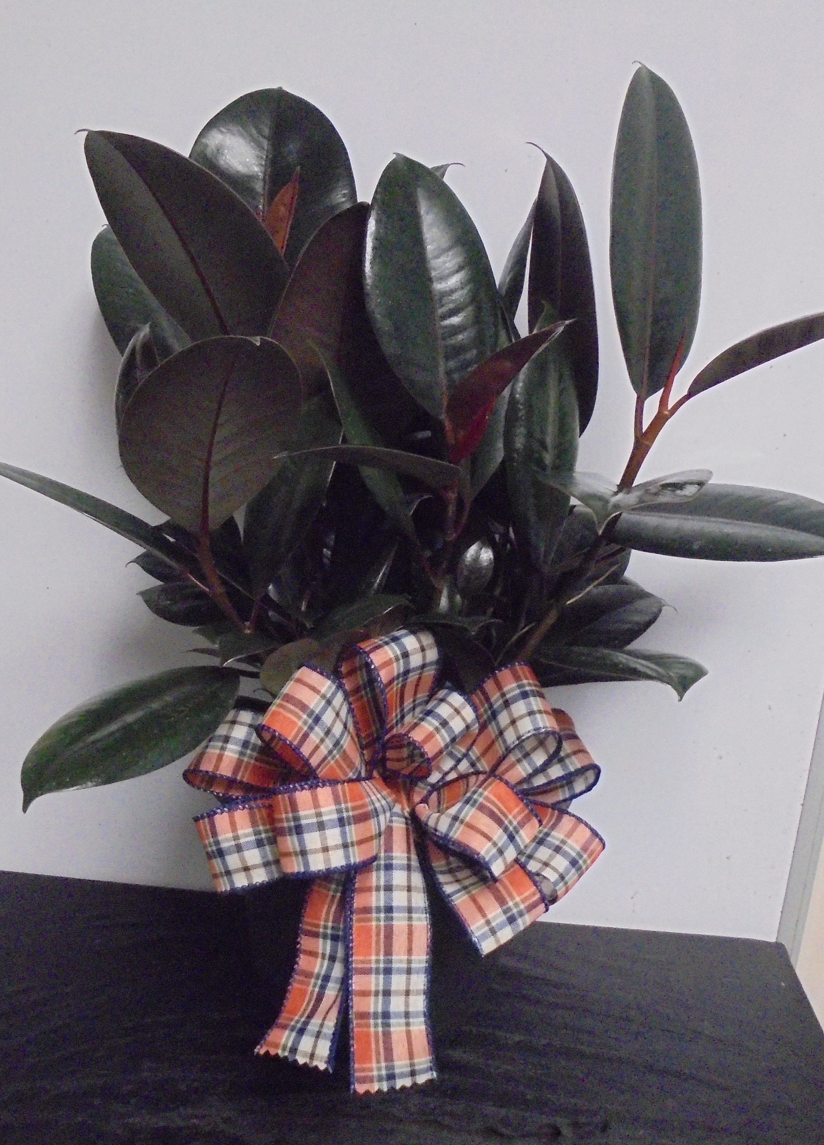 (4)  Rubber Plant
$35.00