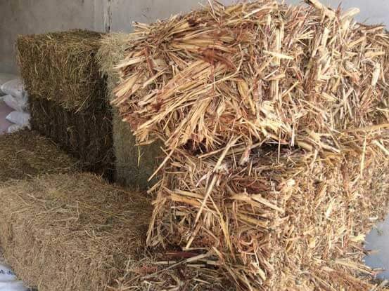 Forrajera y Veterinaria "Ortiz" - FORRAJES