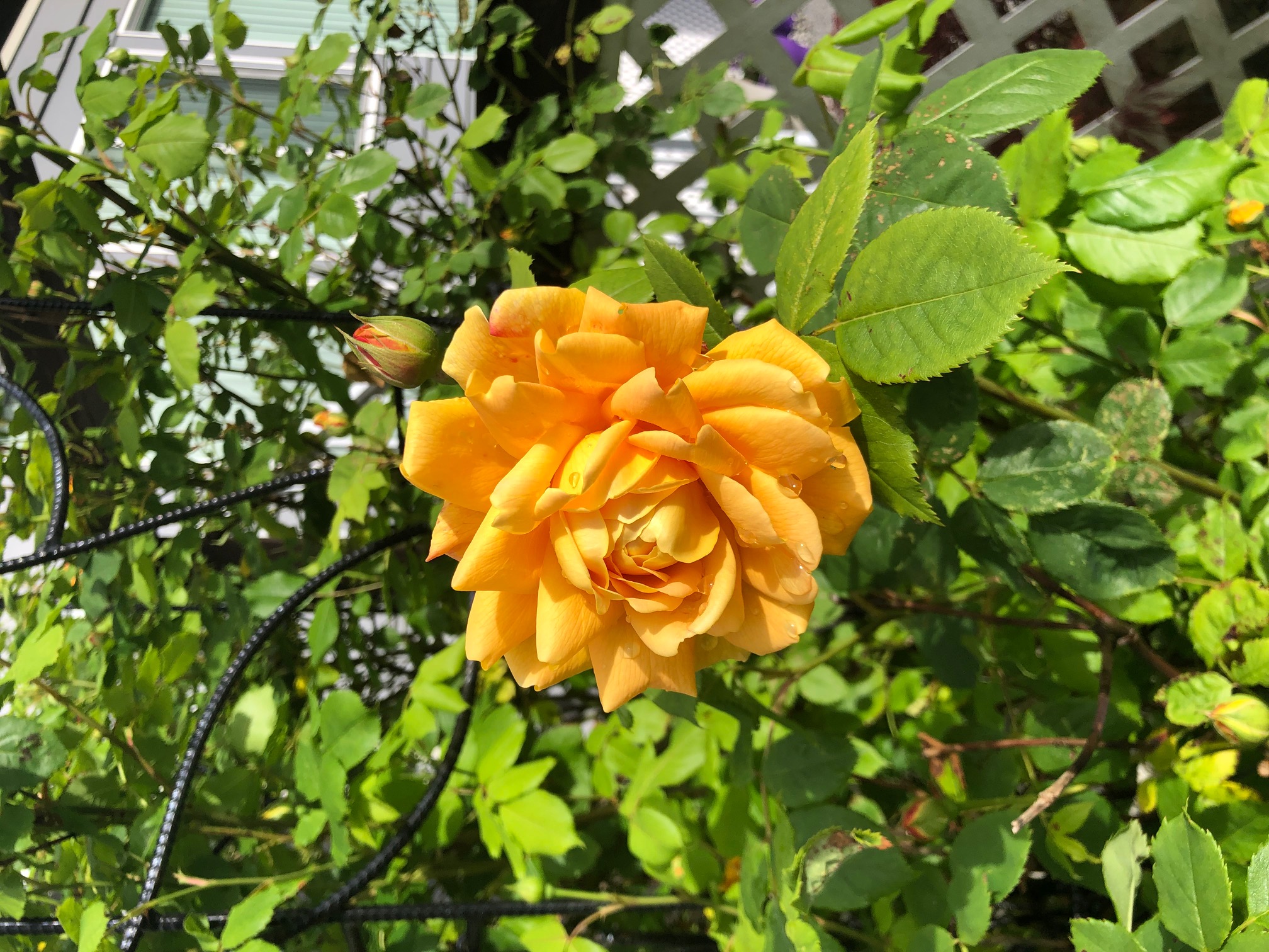 From Brad in Langley, on June 8, 2022: His first 'garden' rose to bloom was Golden Celebration.