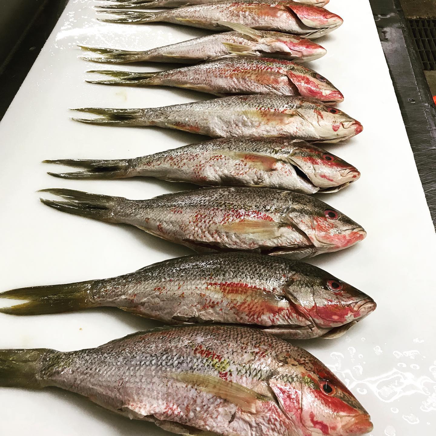 https://0201.nccdn.net/4_2/000/000/017/e75/yellow-tail-snapper.jpg