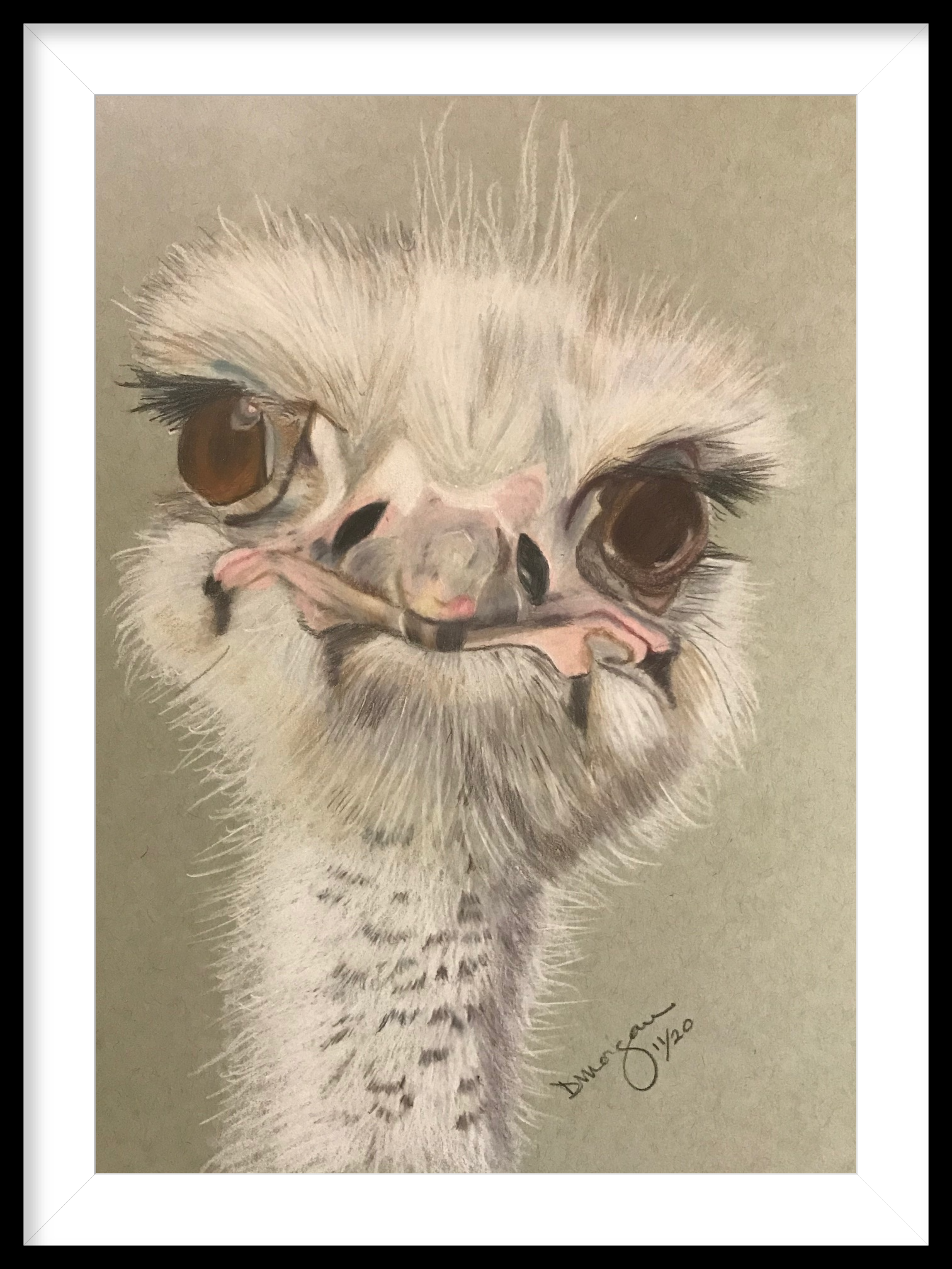 Ostrich