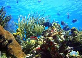 EL VIAJE INCLUYE NADAR EN UN ARRECIFE ¡¡¡