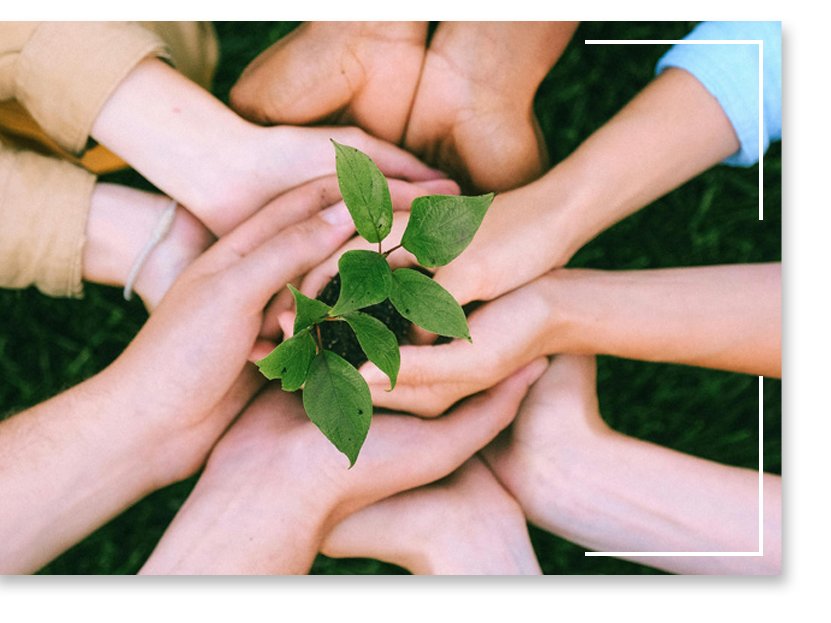 Planting and nurturing a seedling Planting and nurturing a seedling