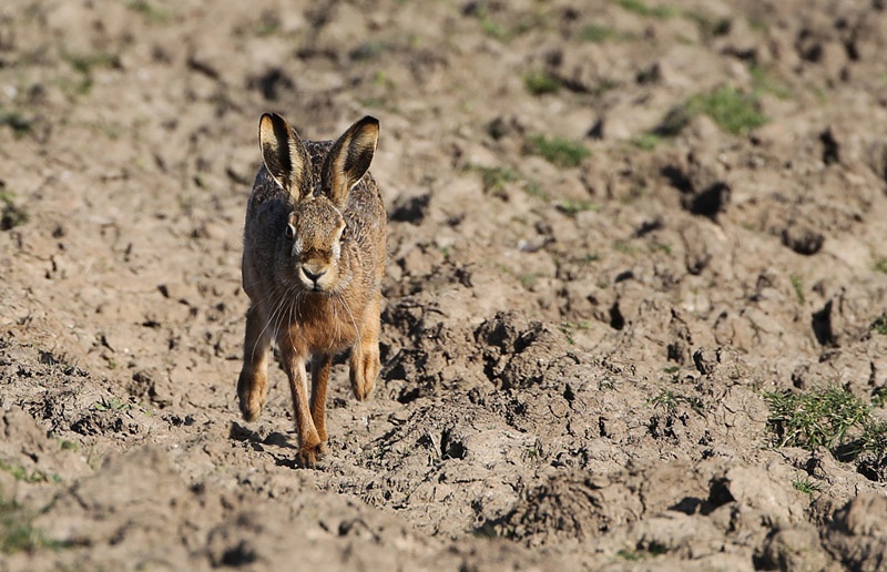 "Hare he comes" "Hare he comes"