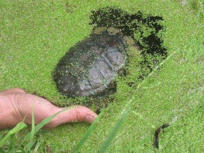 Releasing a turtle after being in rehab after being clipped by a car.