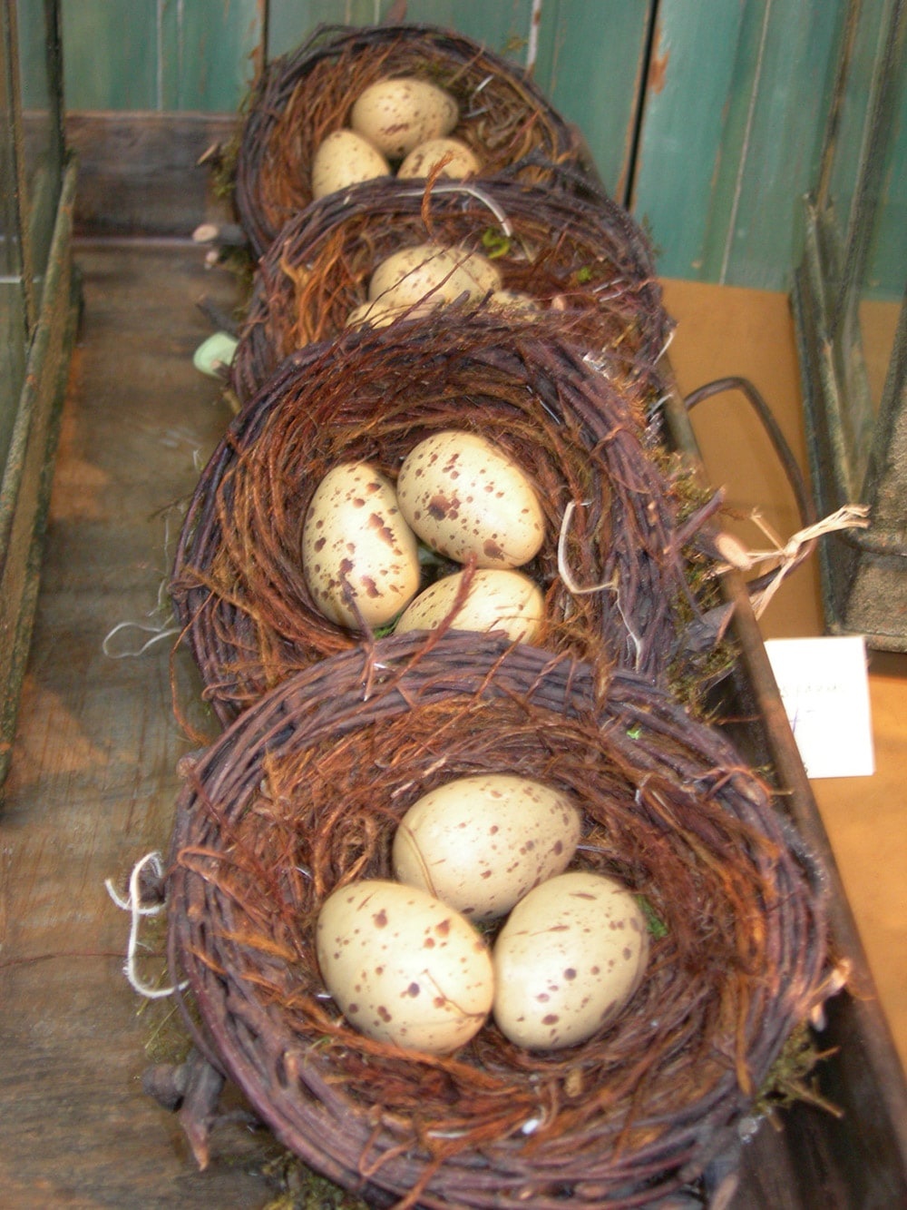 Spring 2013 Egg Nests