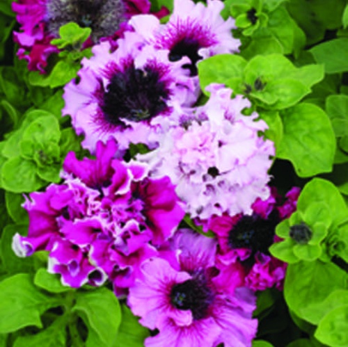 Ruffly Double Cerny Triumph Mix Ruffly Double Cerny Triumph Mix