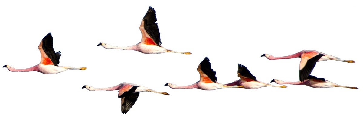 Flamingos