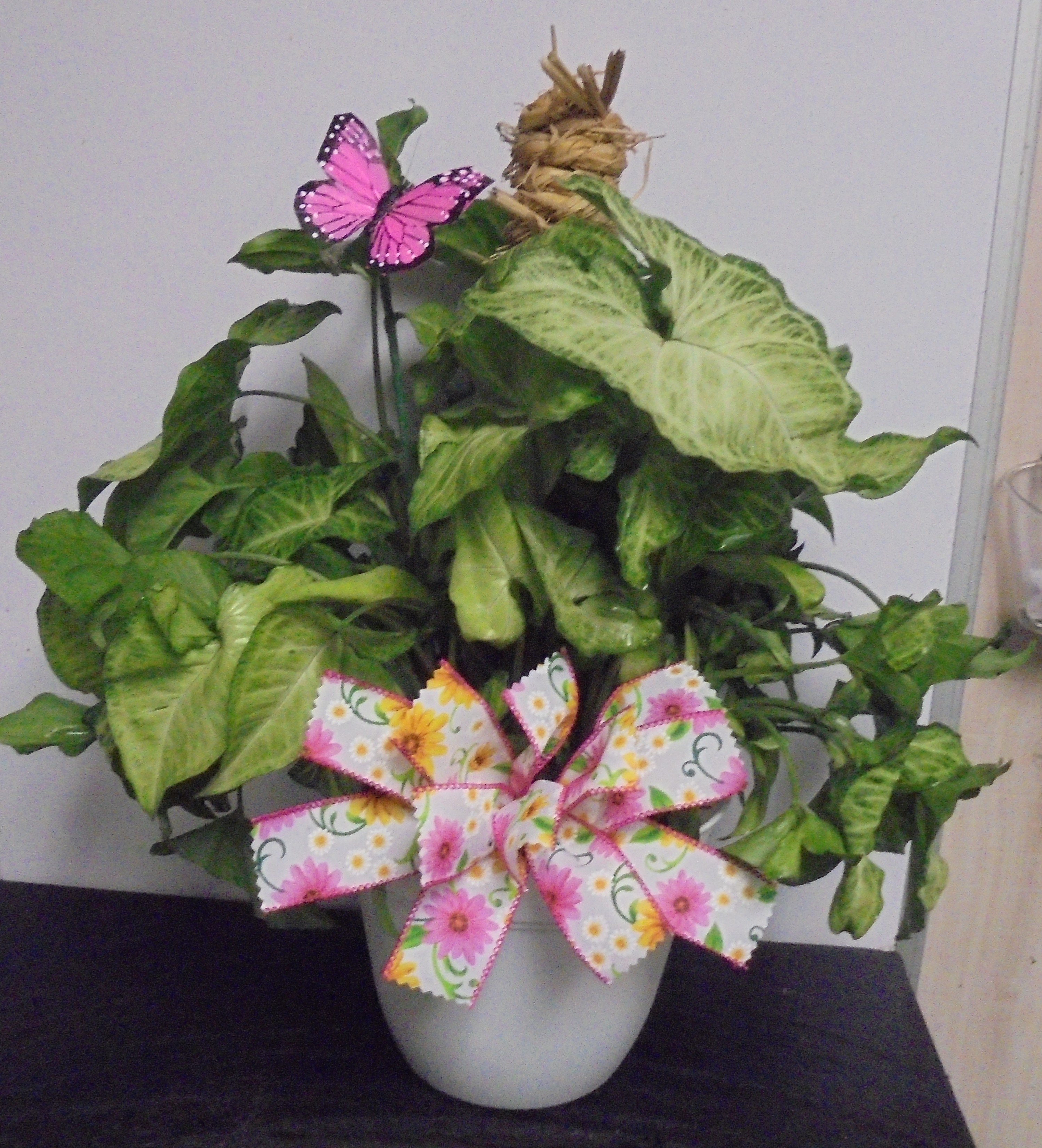 (11) Nephthytis "Butterfly Pole" Plant
$45.00
