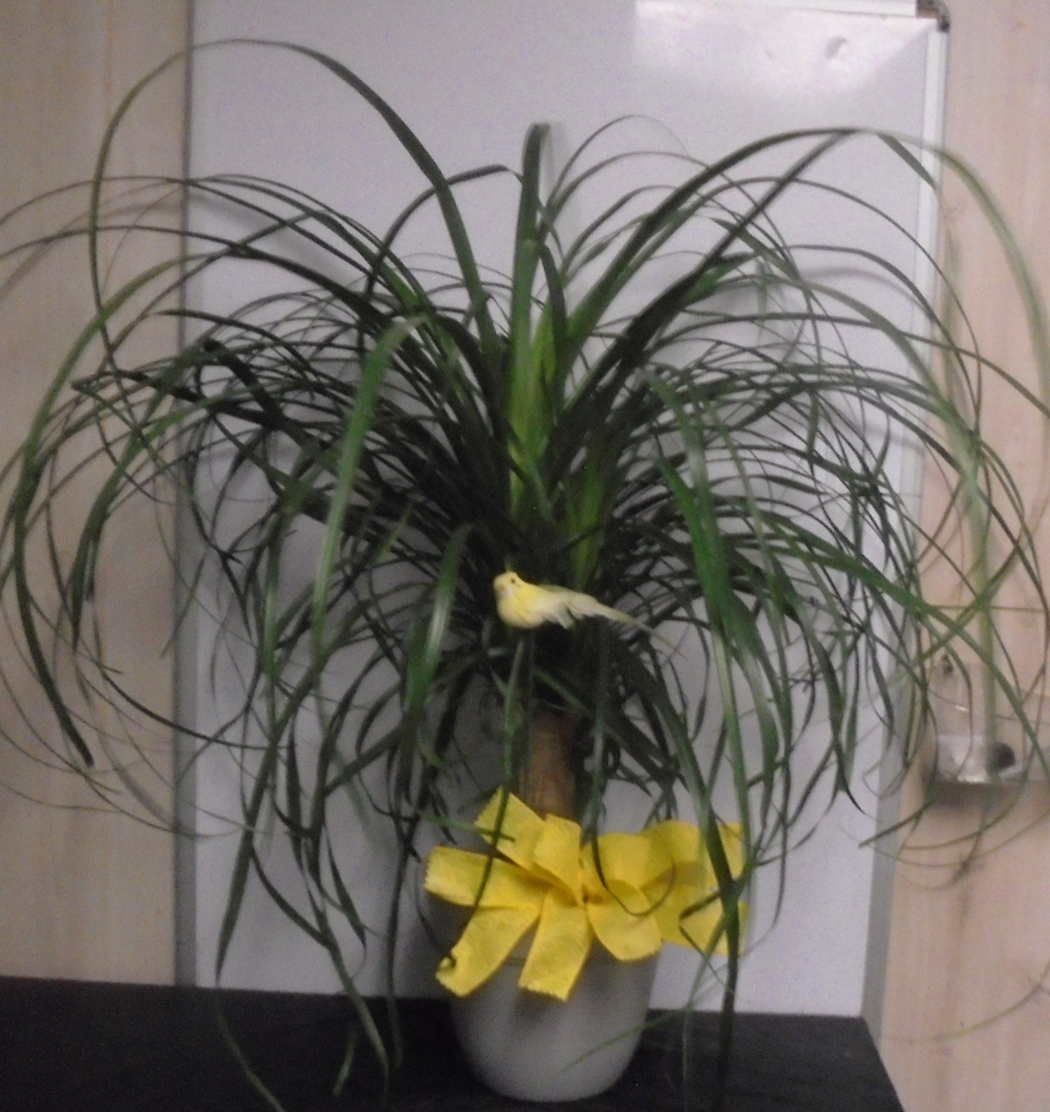 (SORRY SOLD!!)
(15A)  "Pony-Tail" Palm Plant
With Bird
$60.00