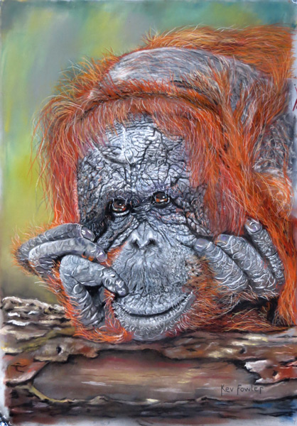 Orangutan