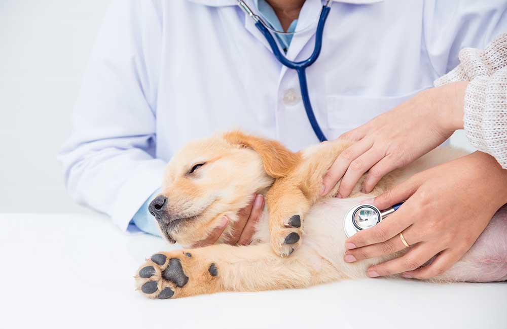 Closeup Shot Of Veterinarian Hands Checking Dog 
