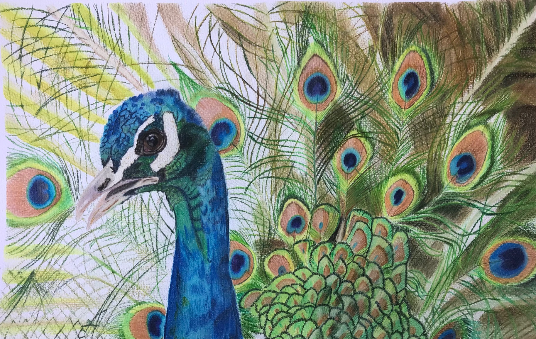 Peacock
11 x15
Cold press watercolor paper & OMS