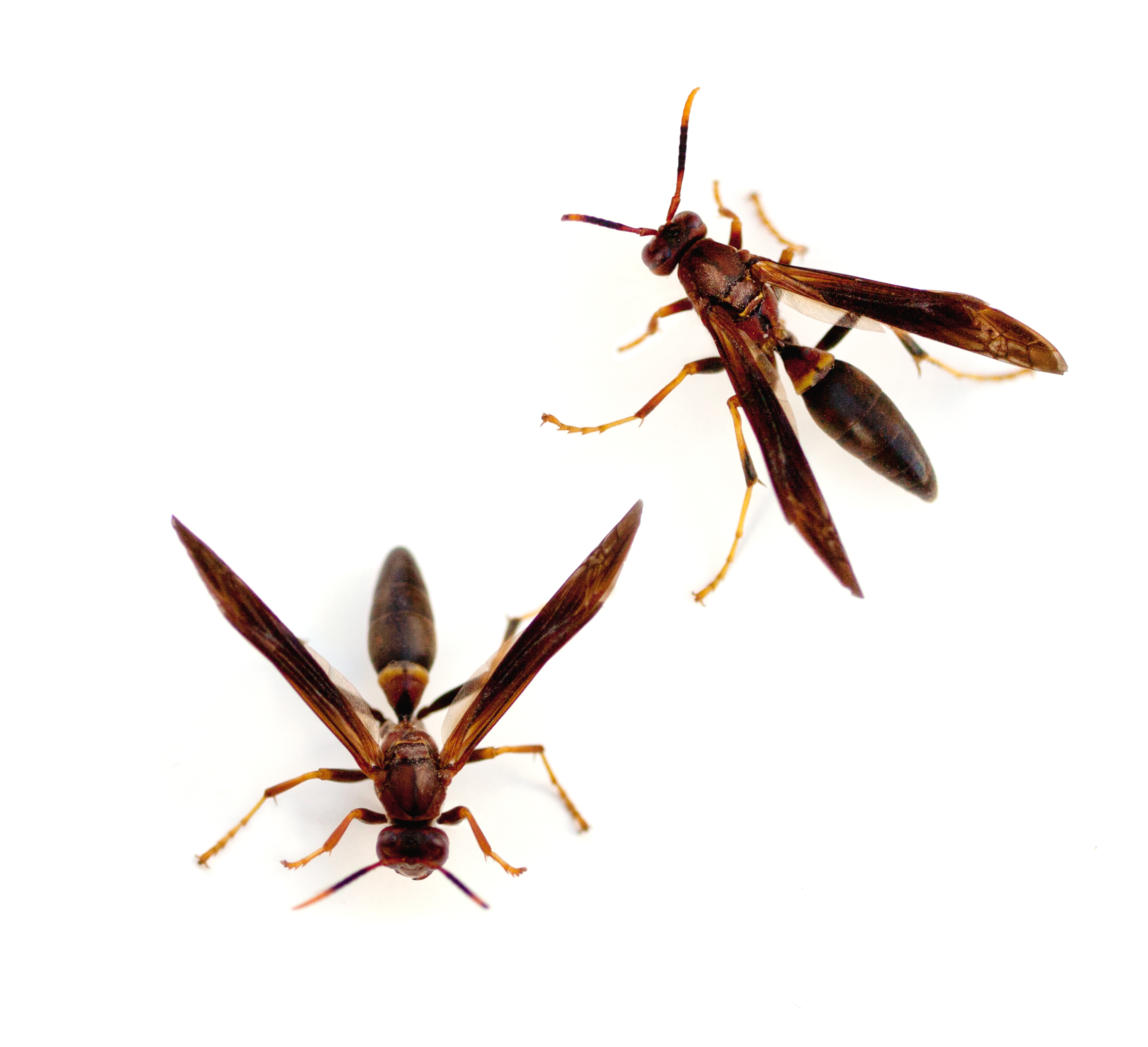 A2Z Pest Control Stinging Insect