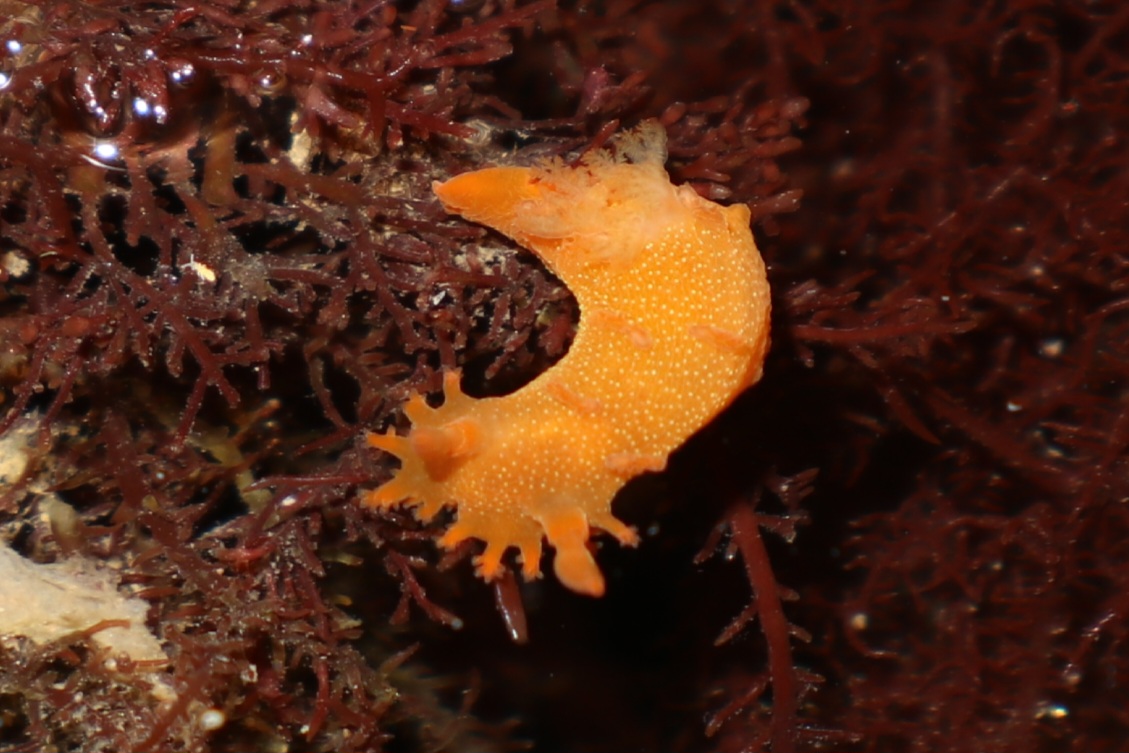 Spotted Dorid ( Triopha maculata)