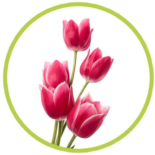 SPECIAL FLOWERS - Tulipanes