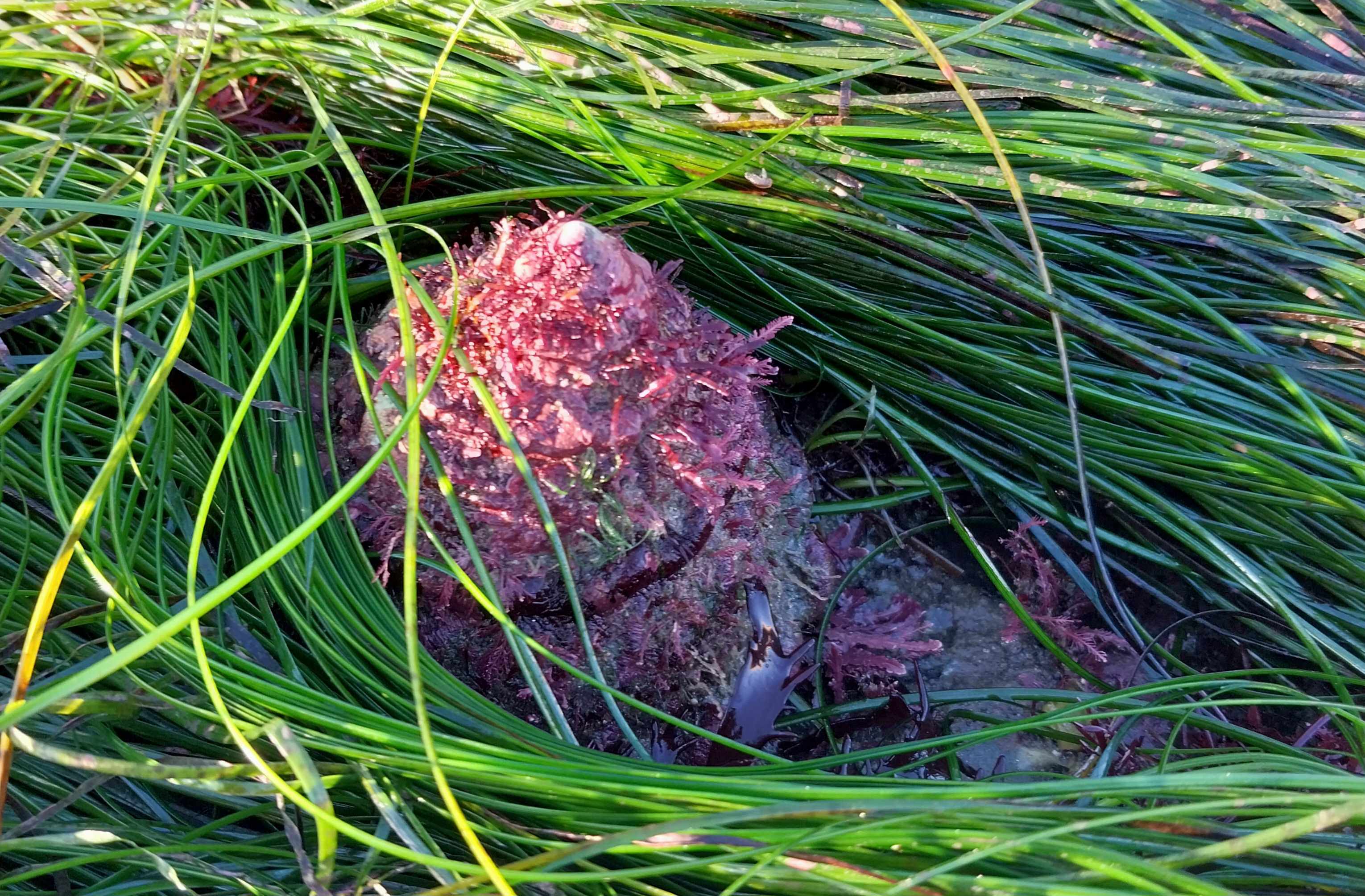 Wavy Turban (Megastraea undosa)