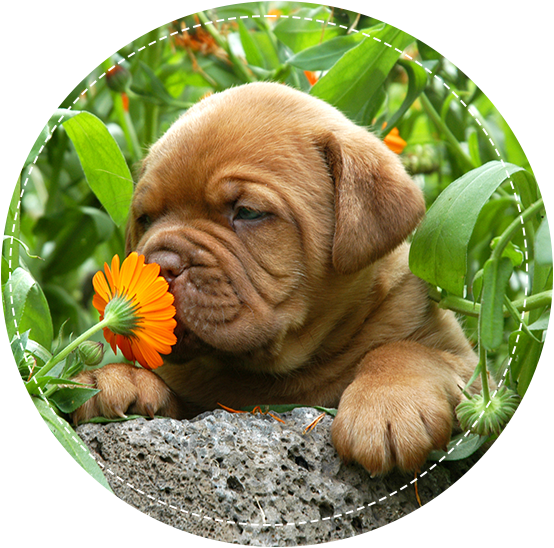 French mastiff puppy smelling a flower