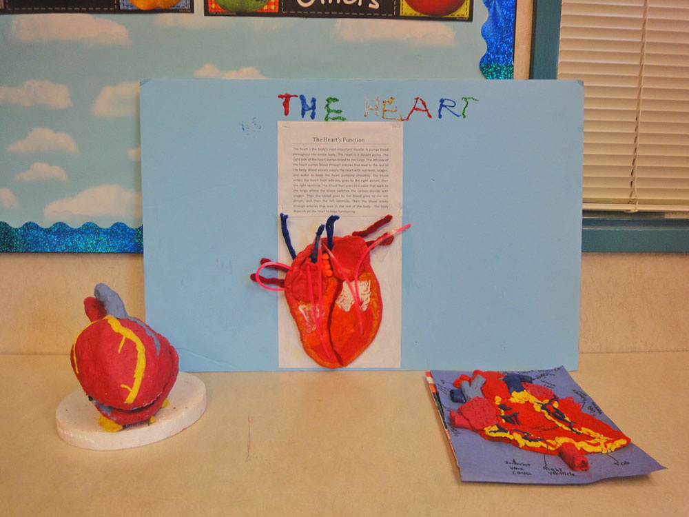 Heart Function Project for School