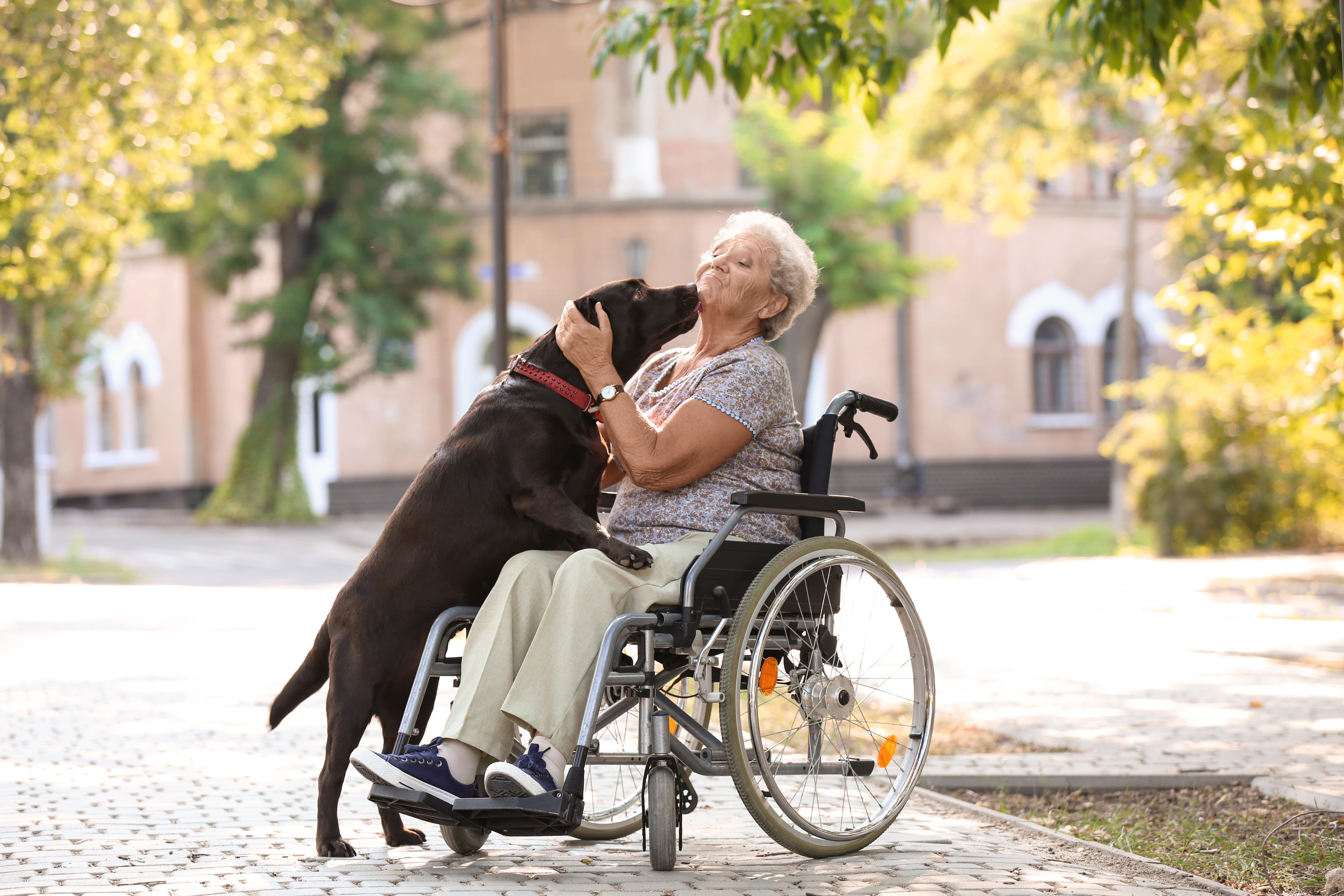 Senior Woman In Wheelchair And Her Dog Outdoors