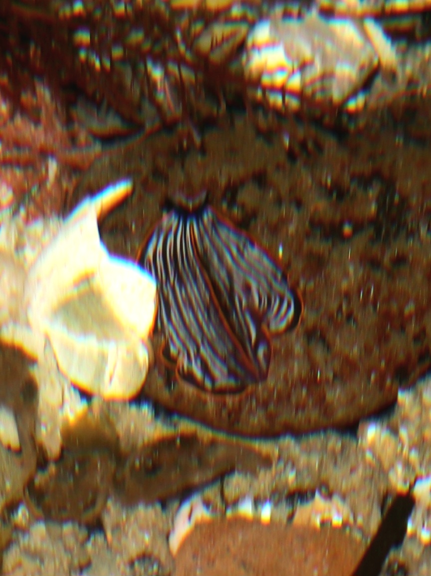 Polyclad flatworm ( Praestheceraeus sp.)