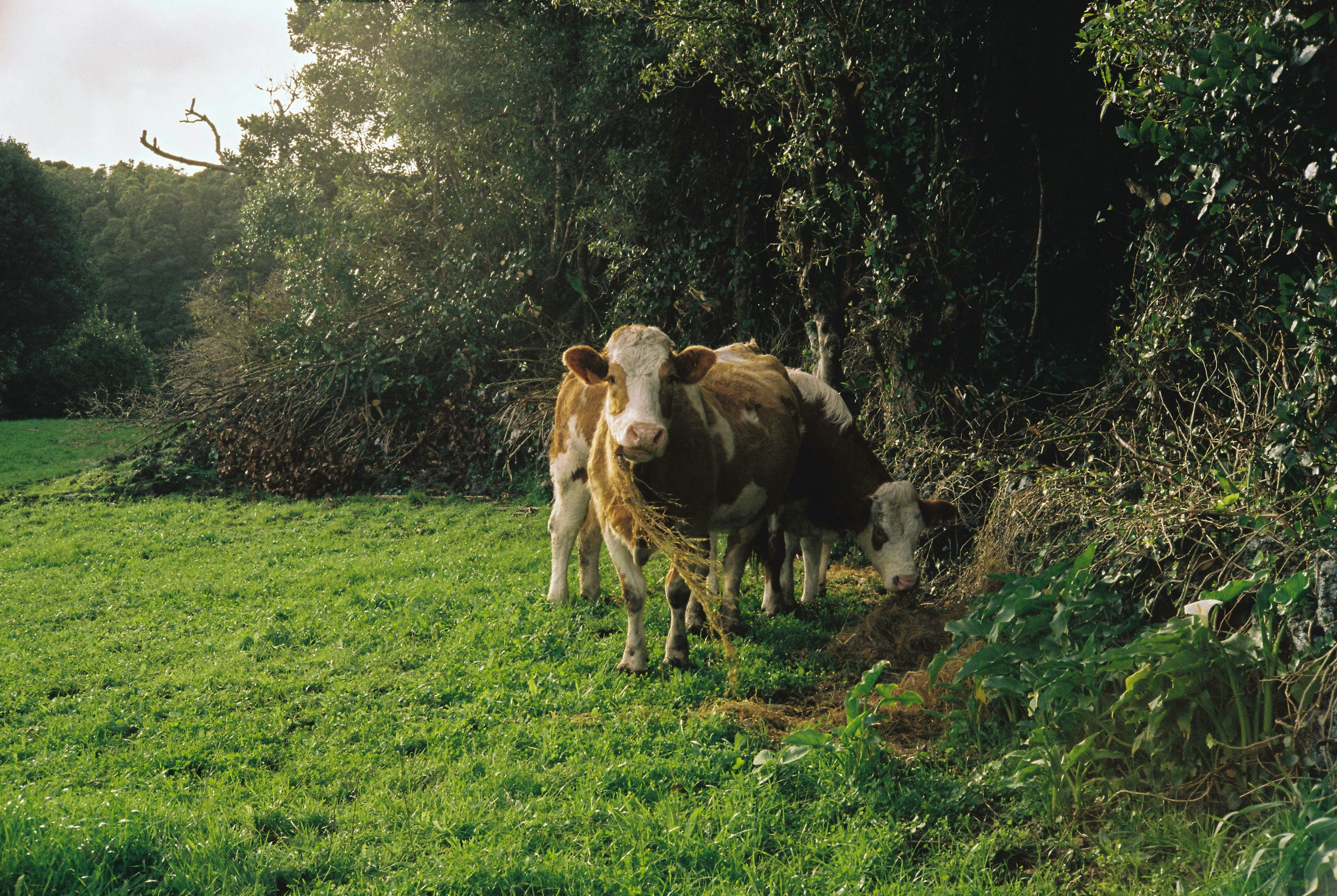 un par de vacas de pie en un campo verde exuberante