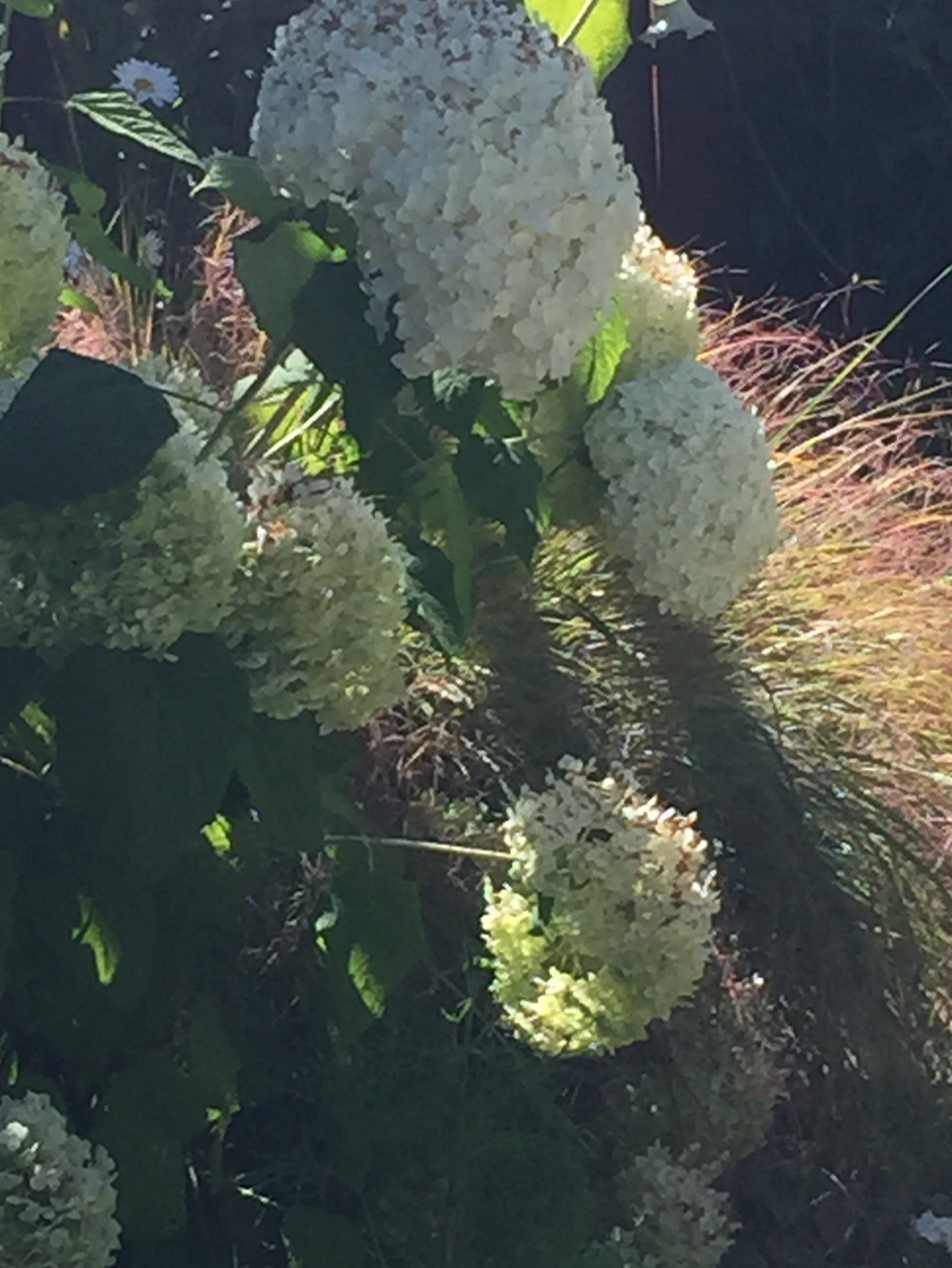 Moon Garden Colored Foliage 6