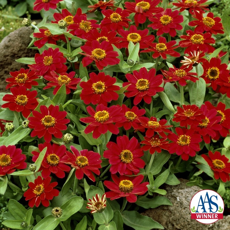 Twilley Seed Zinnia hybrida