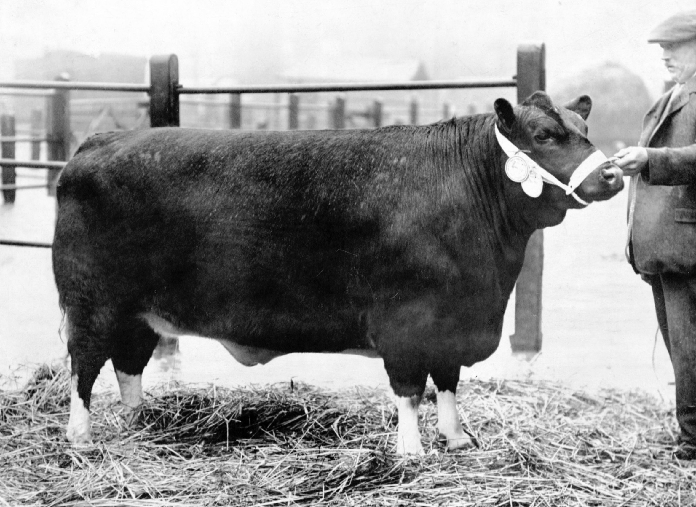 Prize bull belonging to DWP Gough.