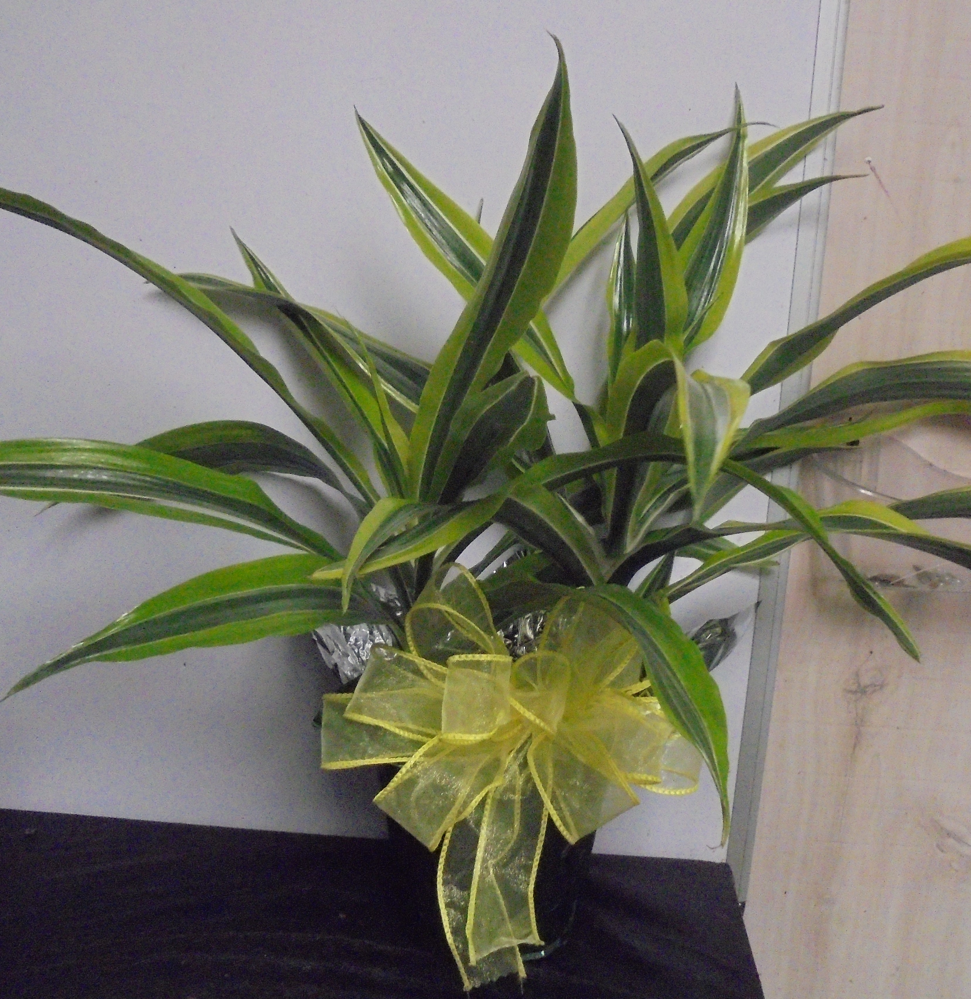 (5) "Lemon-Lime" Plant
$45.00