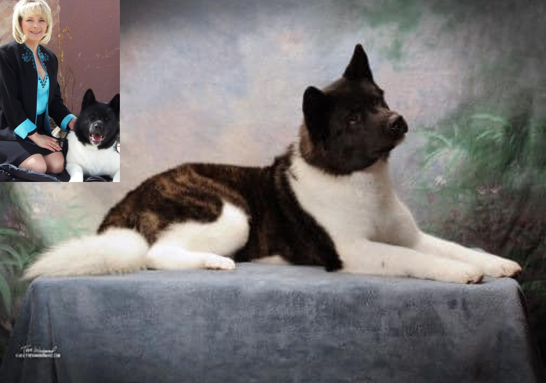 Akitas - are in the AKC Working Group