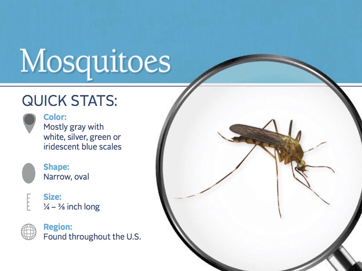 https://0201.nccdn.net/4_2/000/000/023/130/mosquito-pest-id-card_front.jpg
