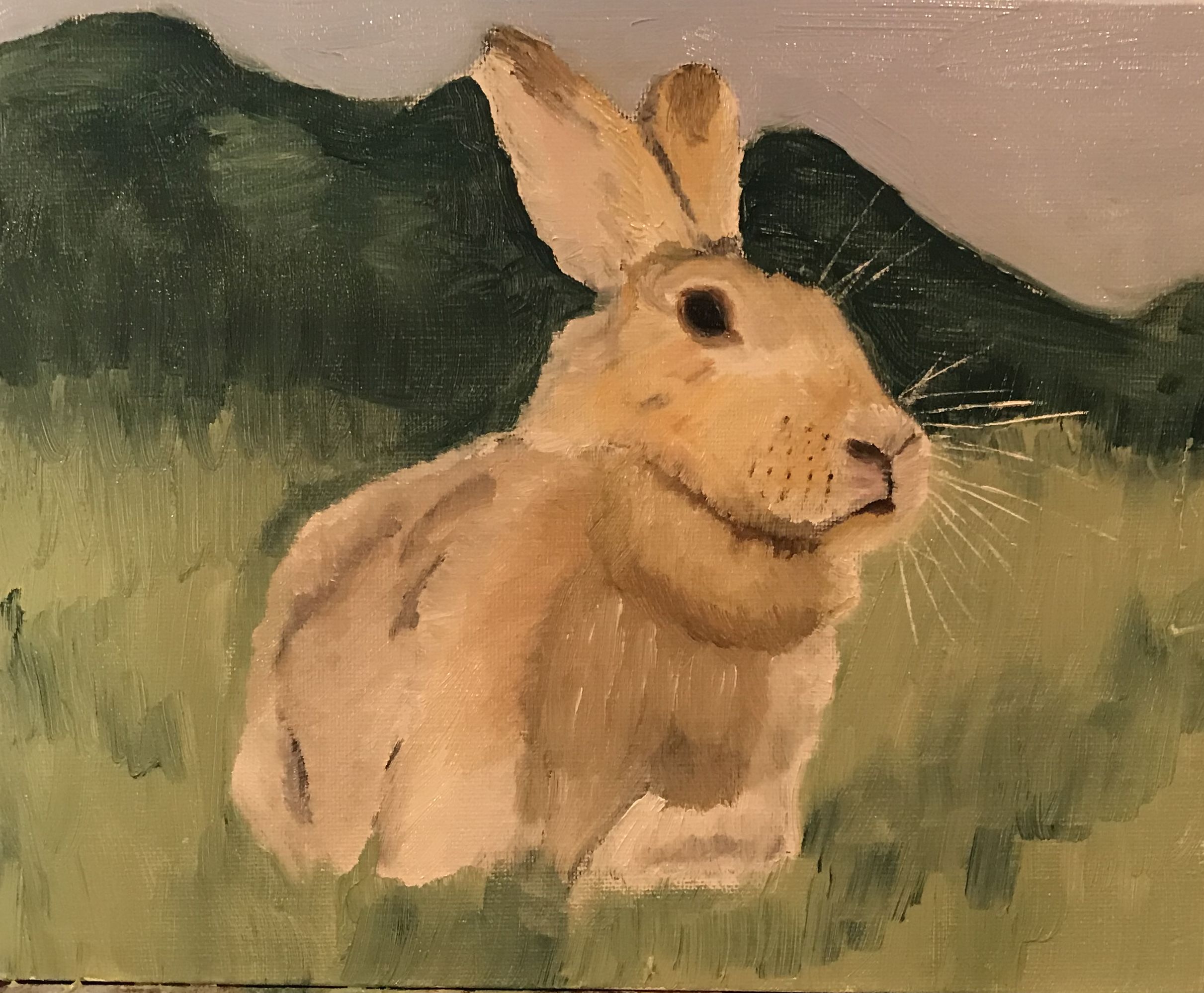 Rabbit