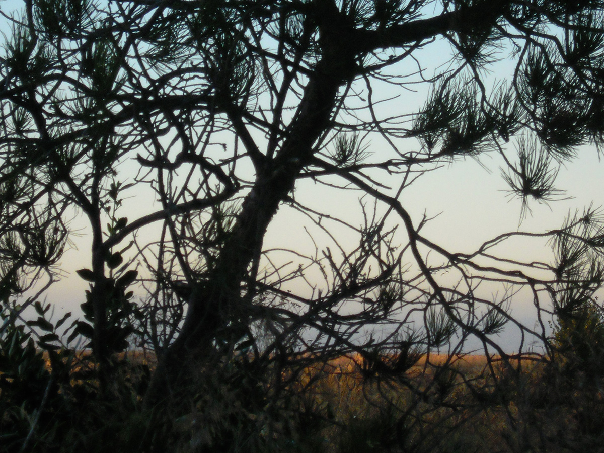 Branches of a Tree