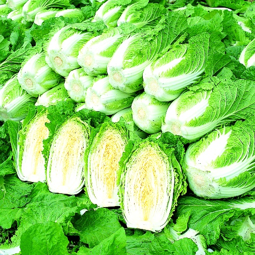 Chinese Cabbage Apollo Chinese Cabbage Apollo