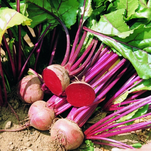 Beet Red Cloud Beet Red Cloud