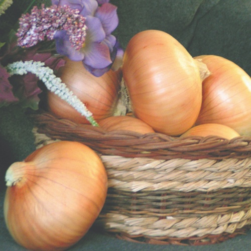 Onion Sapelo Sweet Onion Sapelo Sweet