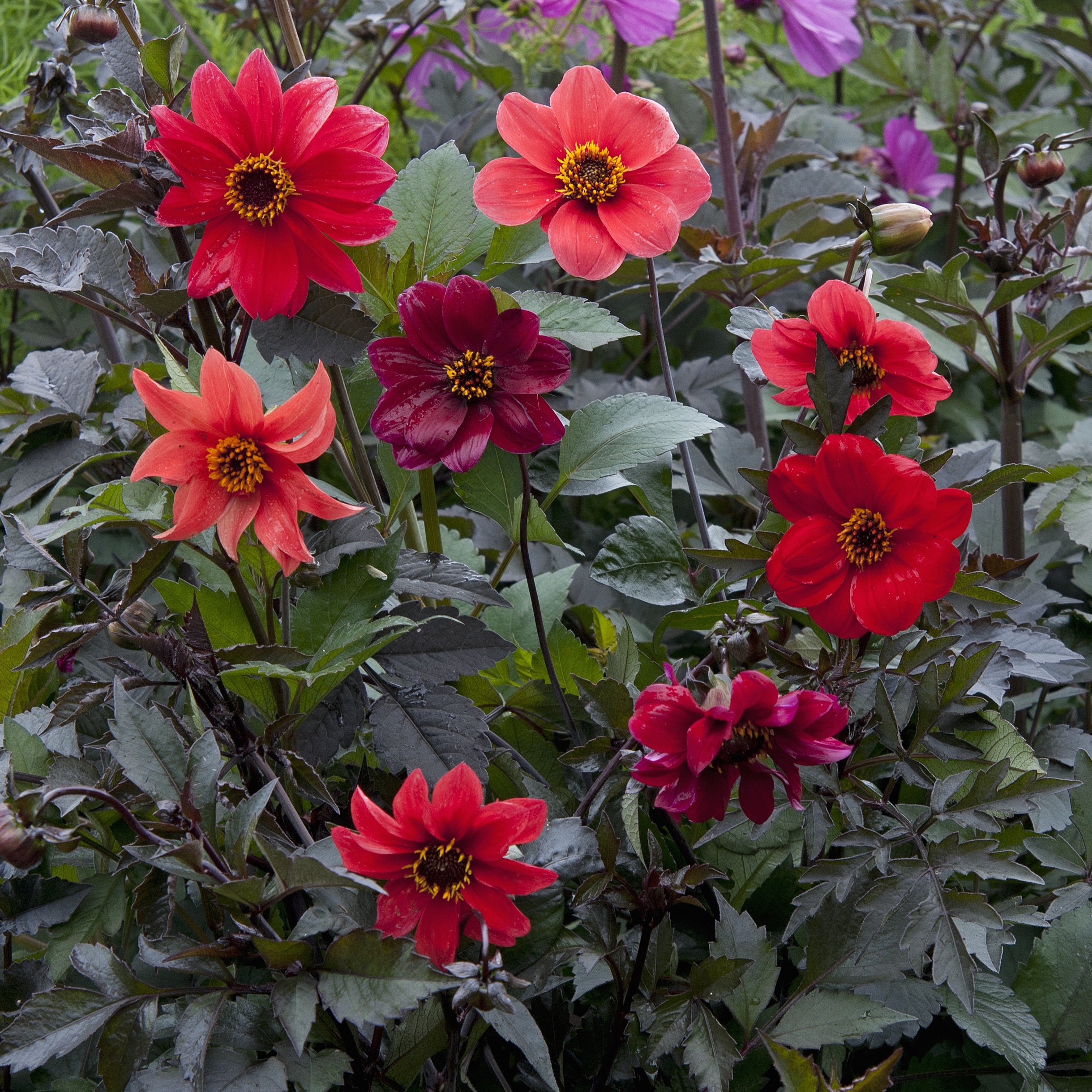 Twilley Seed Dahlia