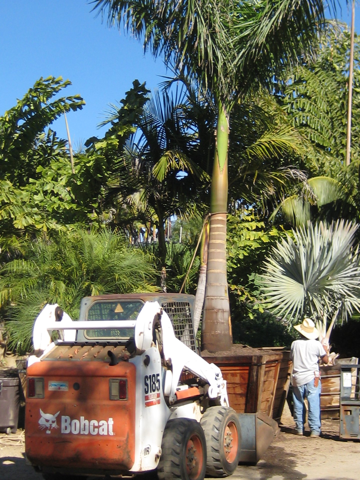 Installing a Palm Tree