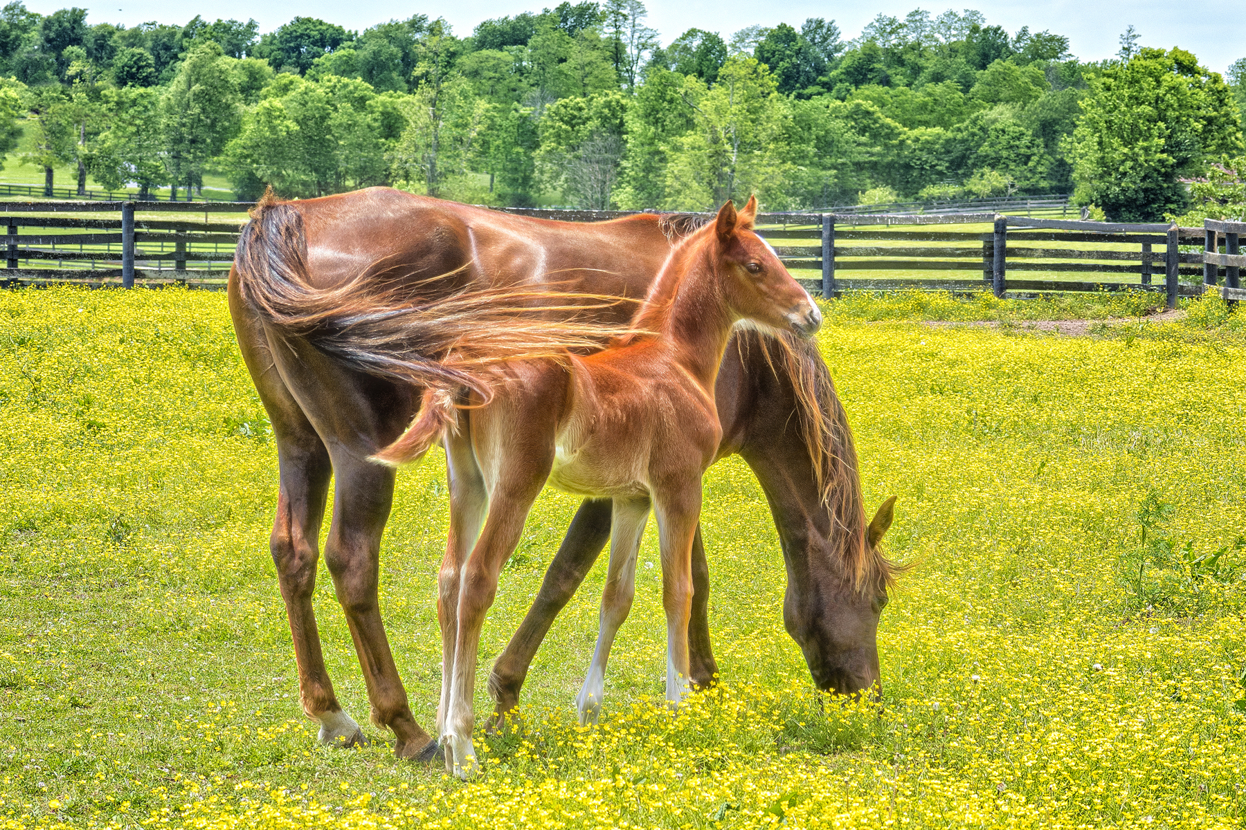 MOM AND BABE - Taken on a drive through central Kentucky in the spring. At that time of the year you are given many oppoirtunities for shots like this.