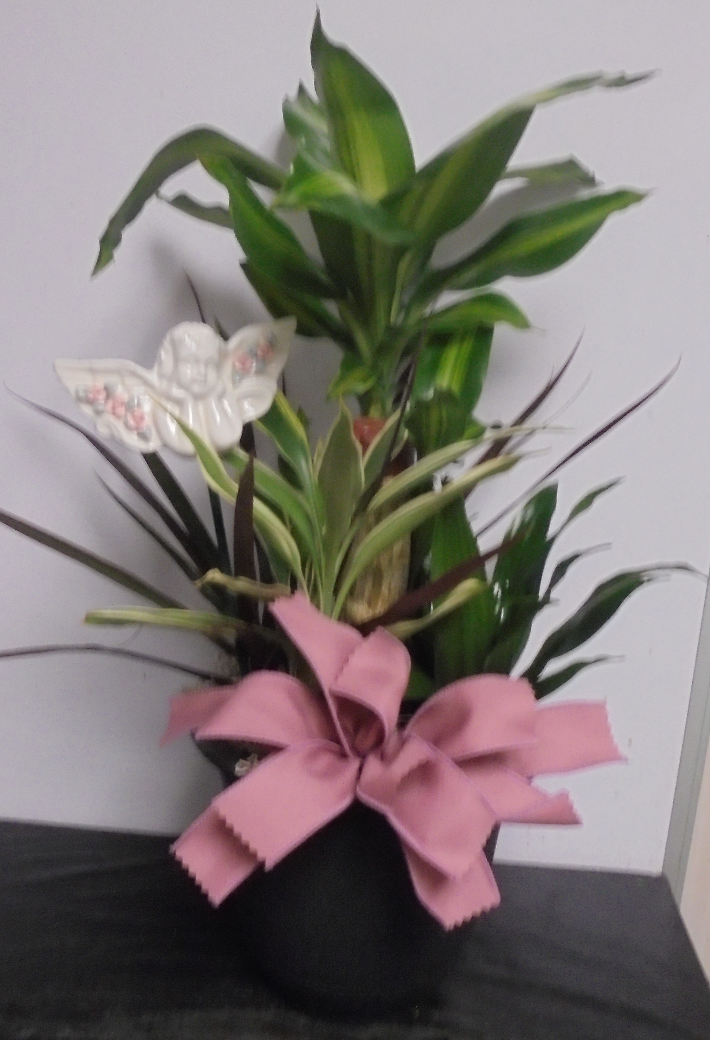 (15) "Combo" Plant
W/ Angeliu
$45.00