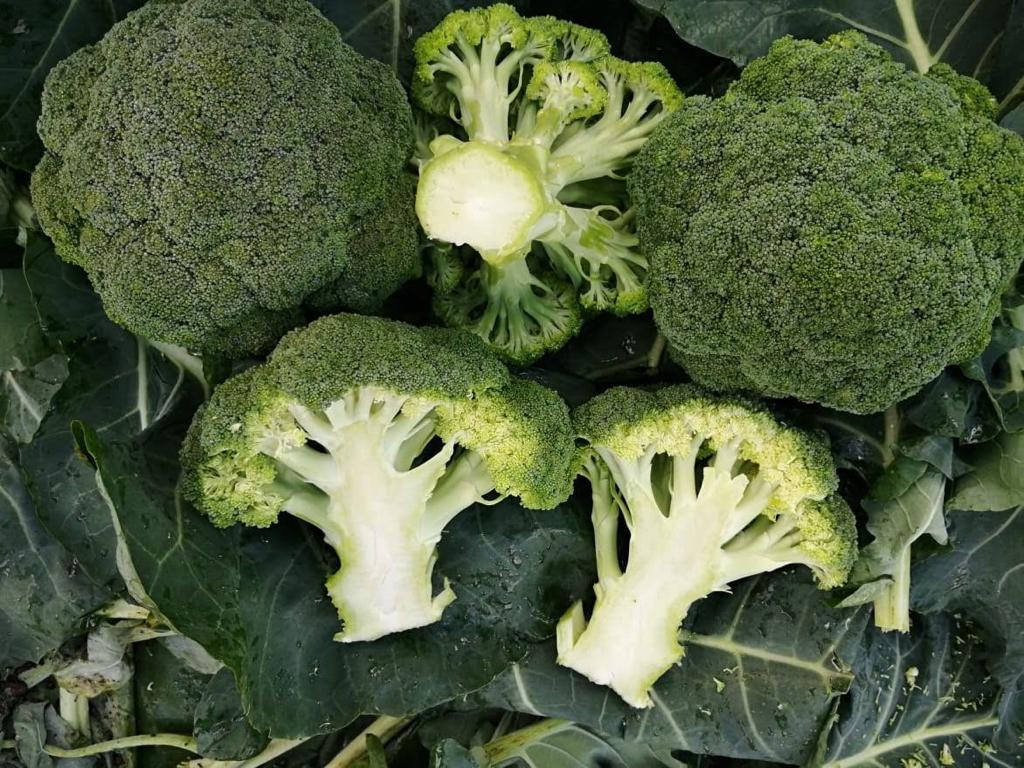 Tallo lleno y de calidad.