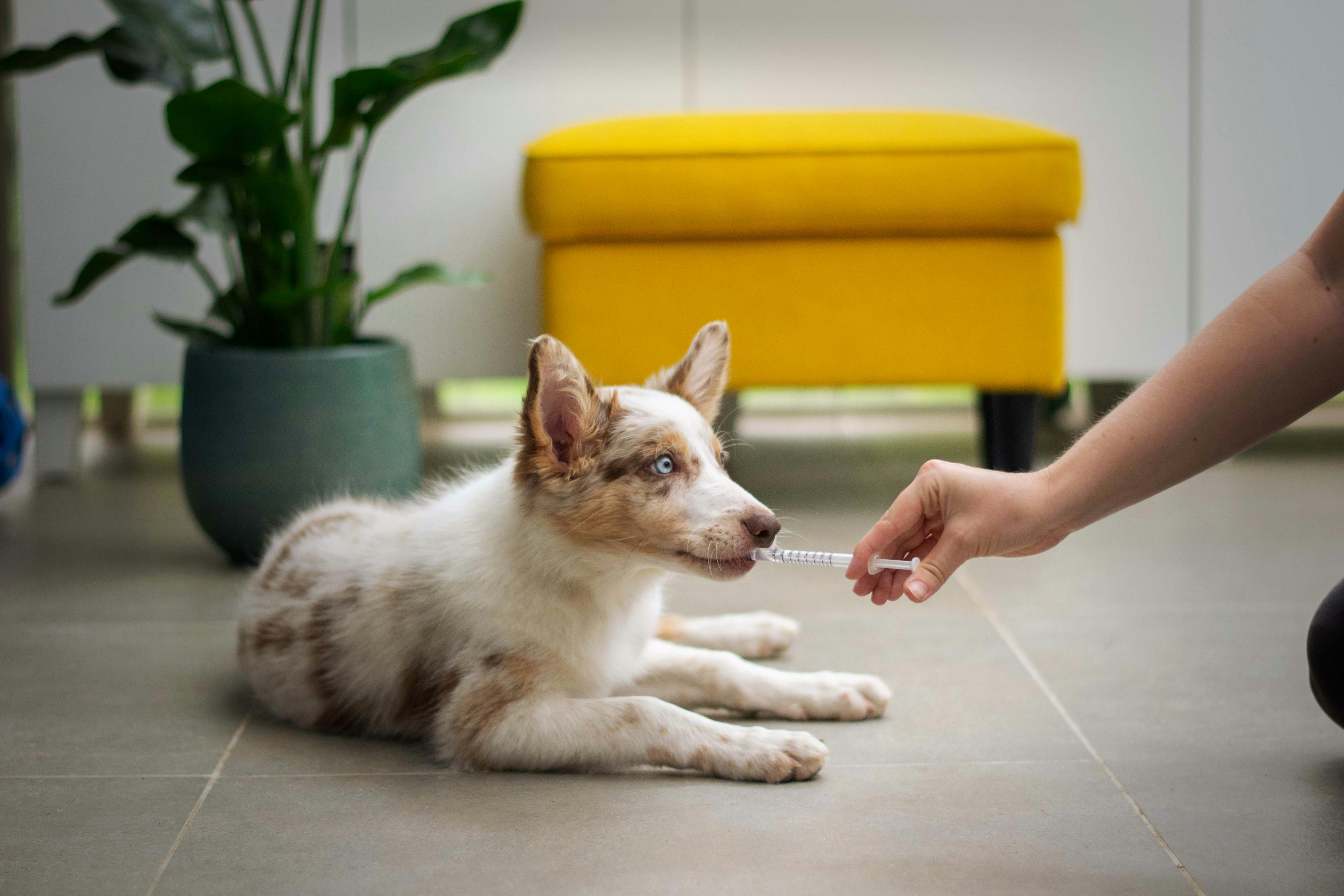 Veterinaria moderna con estantes llenos de productos para mascotas, un perro sentado y un veterinario con uniforme blanco y azul.